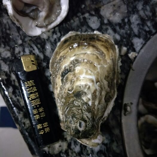 诏安县福州诏安湾的生蚝蚝厂直批，各种规格的精装生蚝，牡蛎批发
