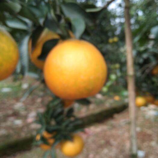 眉山爱媛38号柑桔 入口清香口感好，甜