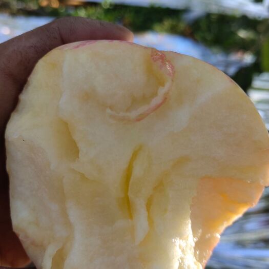 栖霞市栖霞苹果 果品脆甜可口，色泽鲜艳