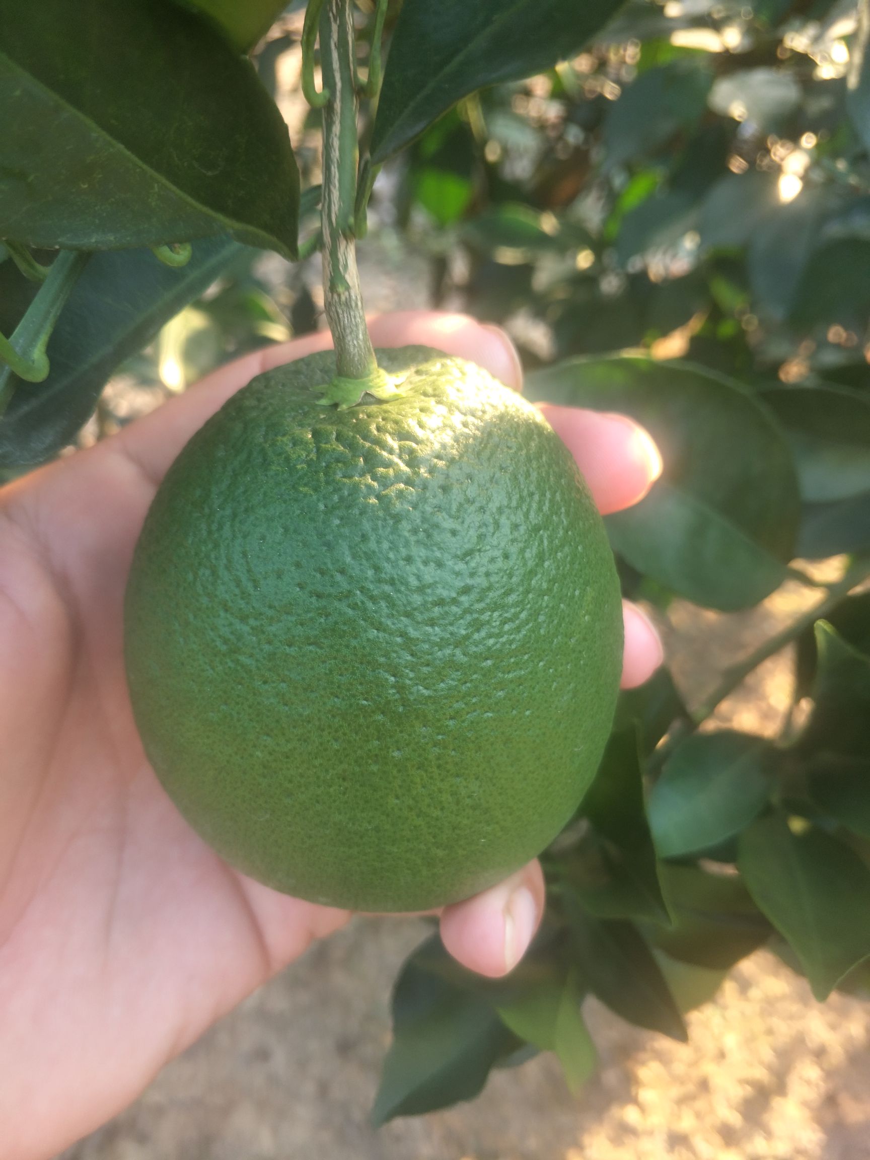 纽荷尔脐橙苗 合同苗品种有保证欢迎订购