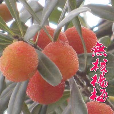 東魁楊梅樹苗  東魁楊梅苗！汁多肉甜！個大味道鮮美！