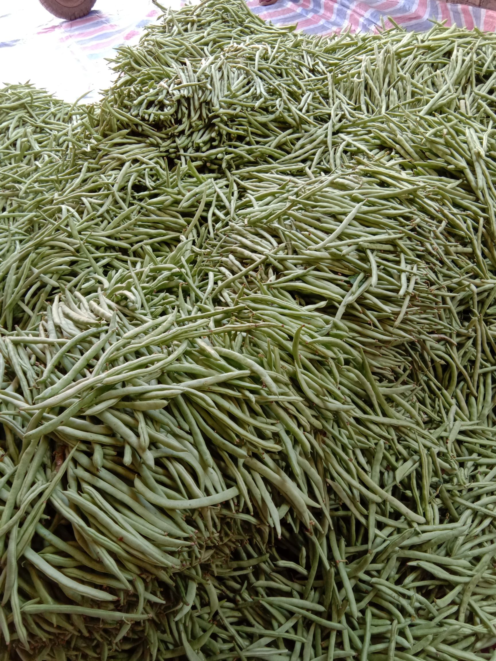 紫花四季豆  四季豆