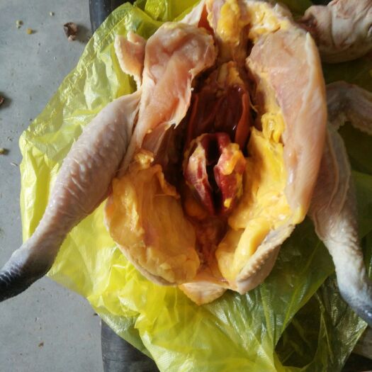 铜仁 土鸡，老母鸡