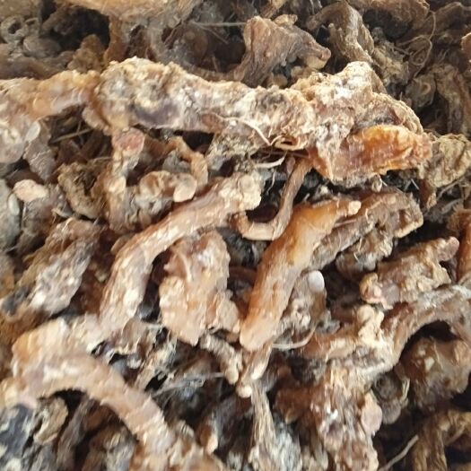 汝阳县鸡头黄精 今年通货保证质量