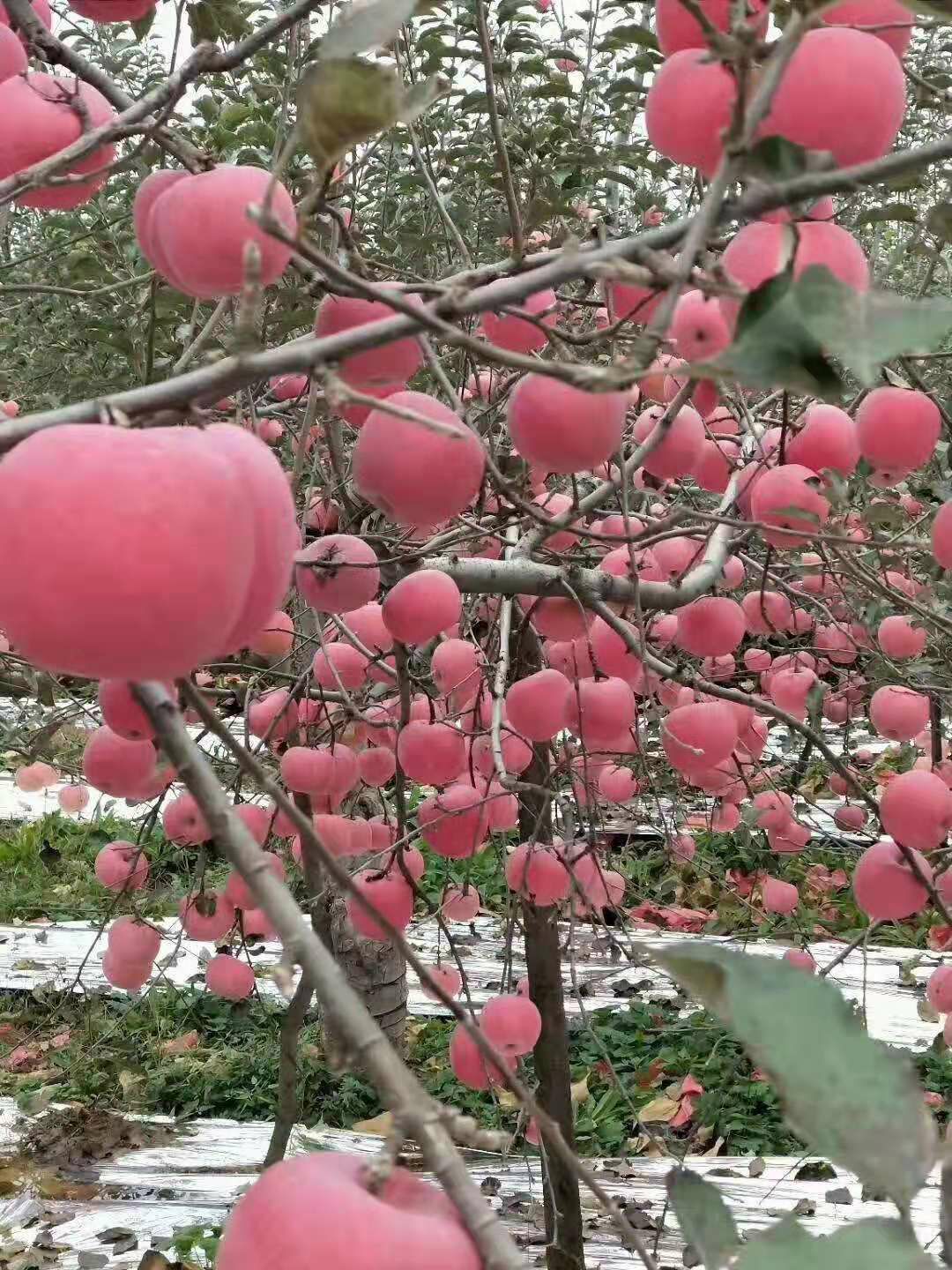  白水有机苹果红富士