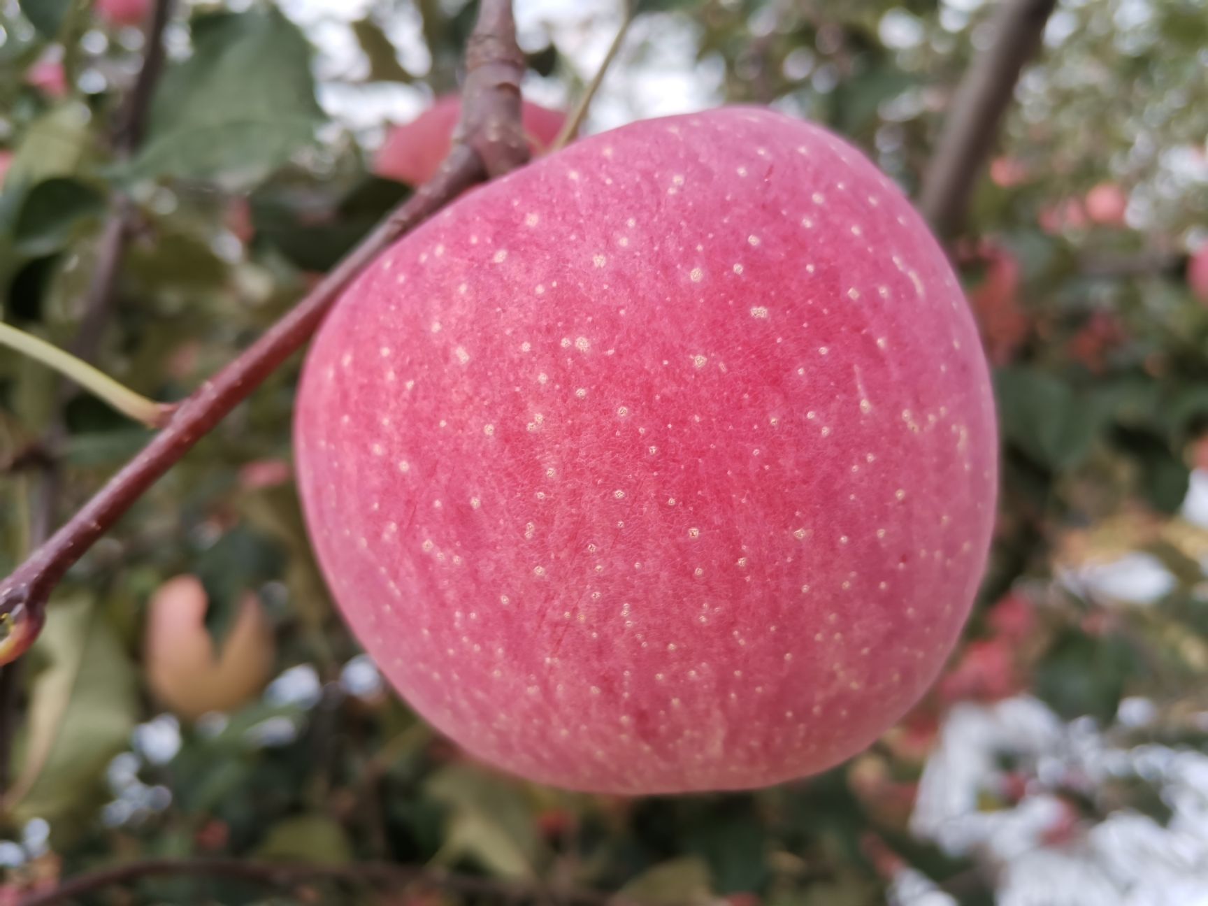  吉县红富士苹果！