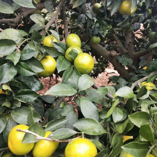 宜都市蜜桔 湖北宜昌蜜橘
