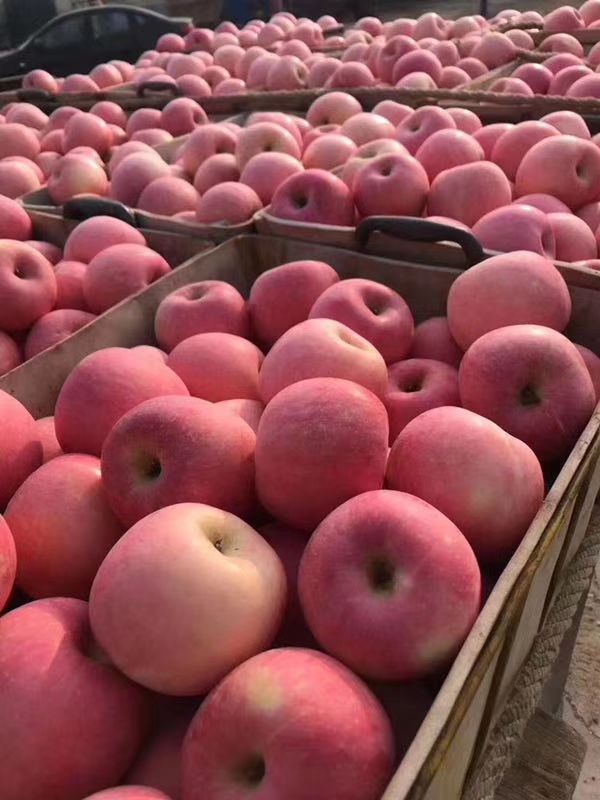  山东烟台红富士苹果75，70中小果一件代发