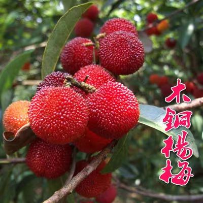 東魁楊梅樹苗  東魁楊梅苗！汁多肉甜！個大味道鮮美！