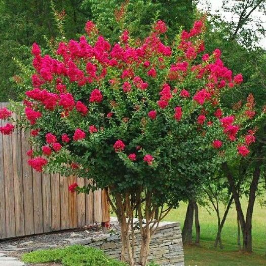 沭阳县 红火箭紫薇花树苗百日红红花紫薇苗绿化苗