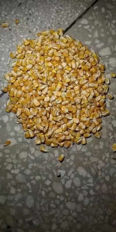 新沂市玉米干粮 玉米