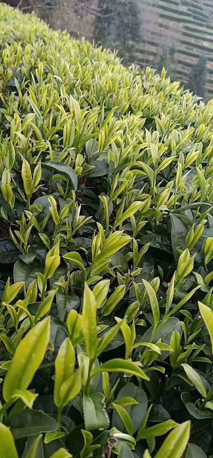 古树红茶 武夷茗仙茶叶全国大宗批发桐木关小赤甘茶叶