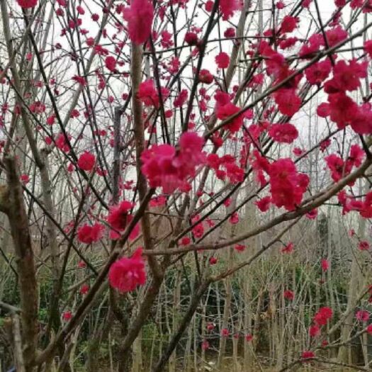 沭阳县 红梅 骨里红树苗