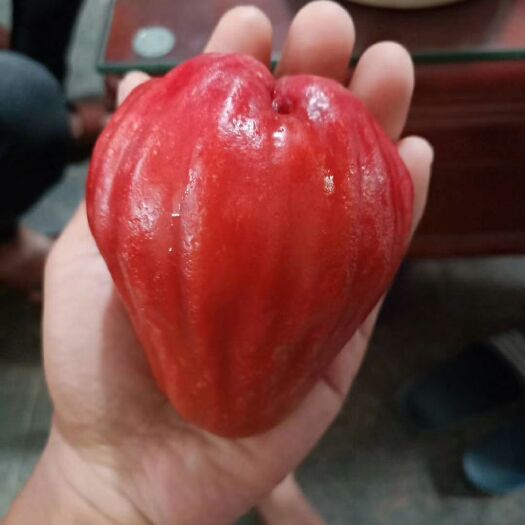 灵山县黑糖芭比莲雾苗 黑糖芭比莲雾