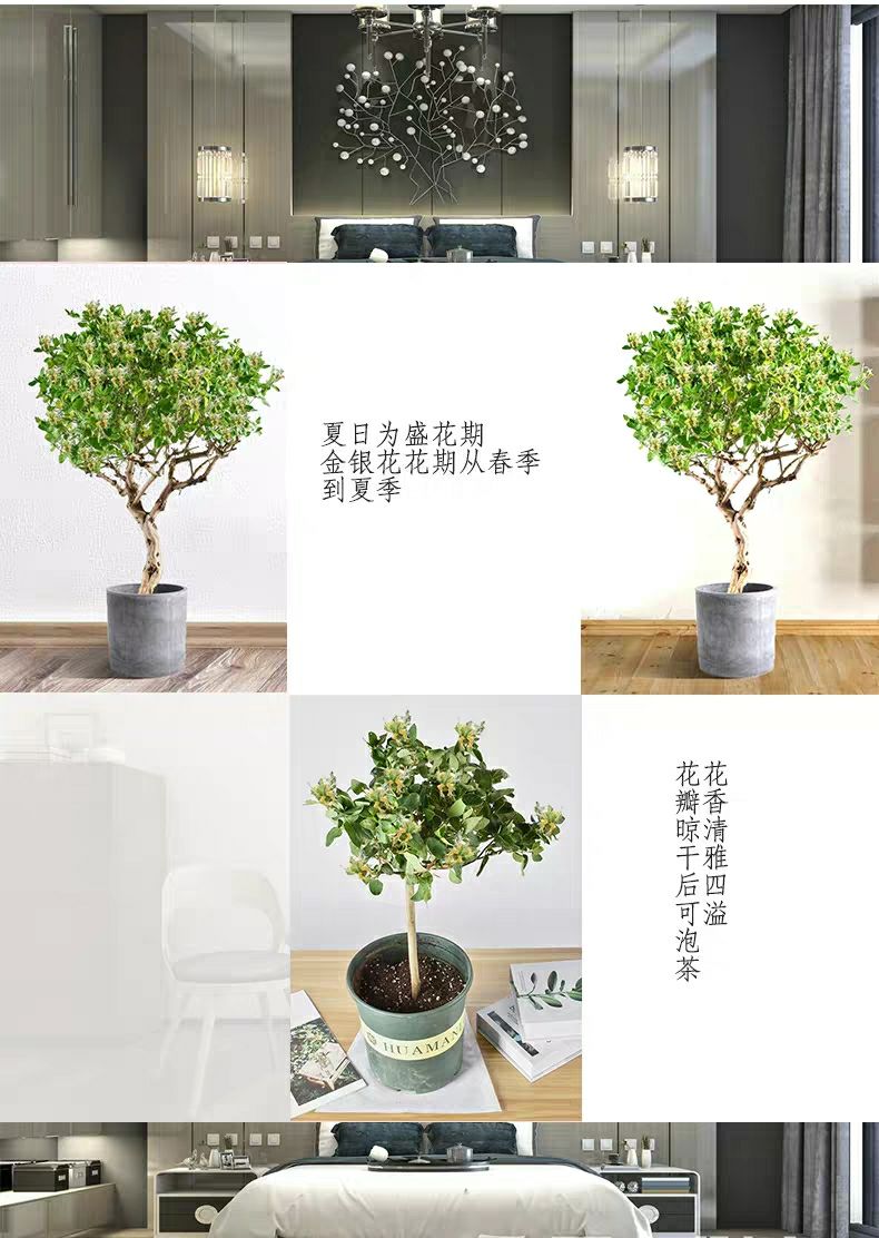 四季金银花苗  金银花四季苗 种植价值高 新品种上市 品种更好 产量更高