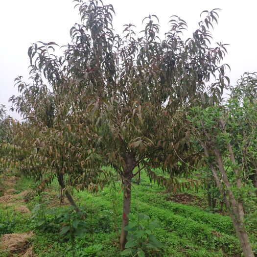 鄢陵县 红叶碧桃