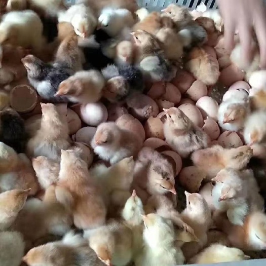 枣阳市 优质土鸡苗，不好不要钱，防疫齐全，质量信誉保证