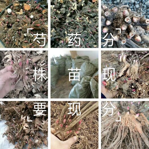 菏泽白芍种苗  白芍  芍药苗，芍药分株苗，芍药种生苗，保证质量，保证品种，