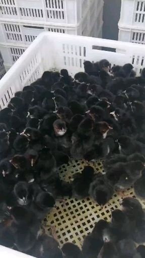 灌云县 鸡苗