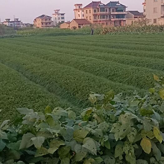杭州麦冬草 自家种了四亩地，已经1年半时间了