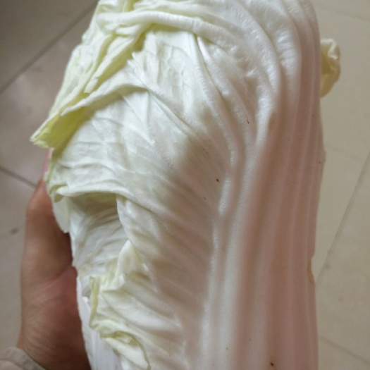 威县早熟五号小白菜 好白菜，现供现出