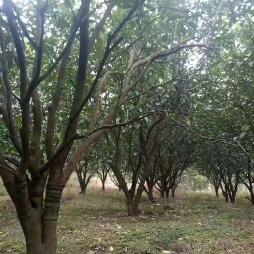 成都 精品柚子树