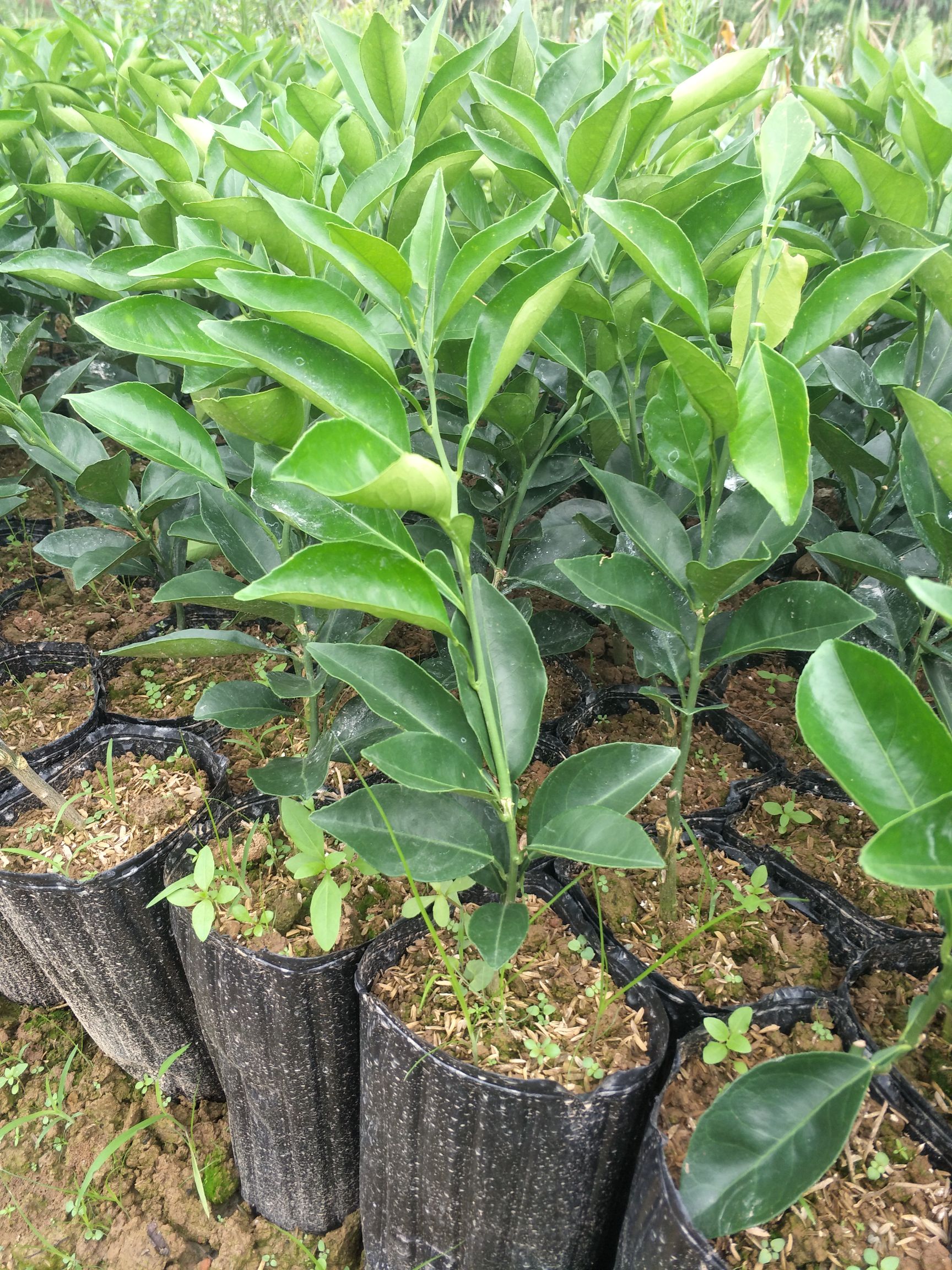 纽荷尔脐橙苗 合同苗品种有保证欢迎订购