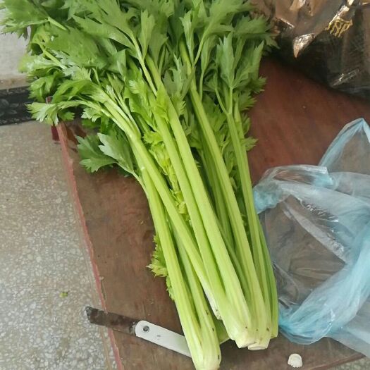 夏邑县西芹 新鲜蔬菜   产地直供
