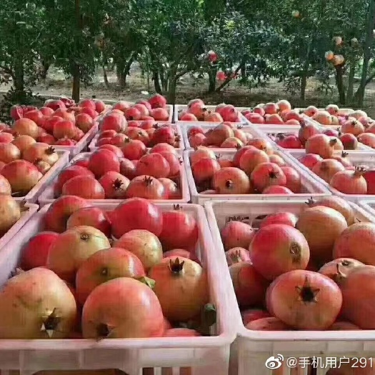 荥阳市河阴石榴 产地直发，汁多味甜籽软