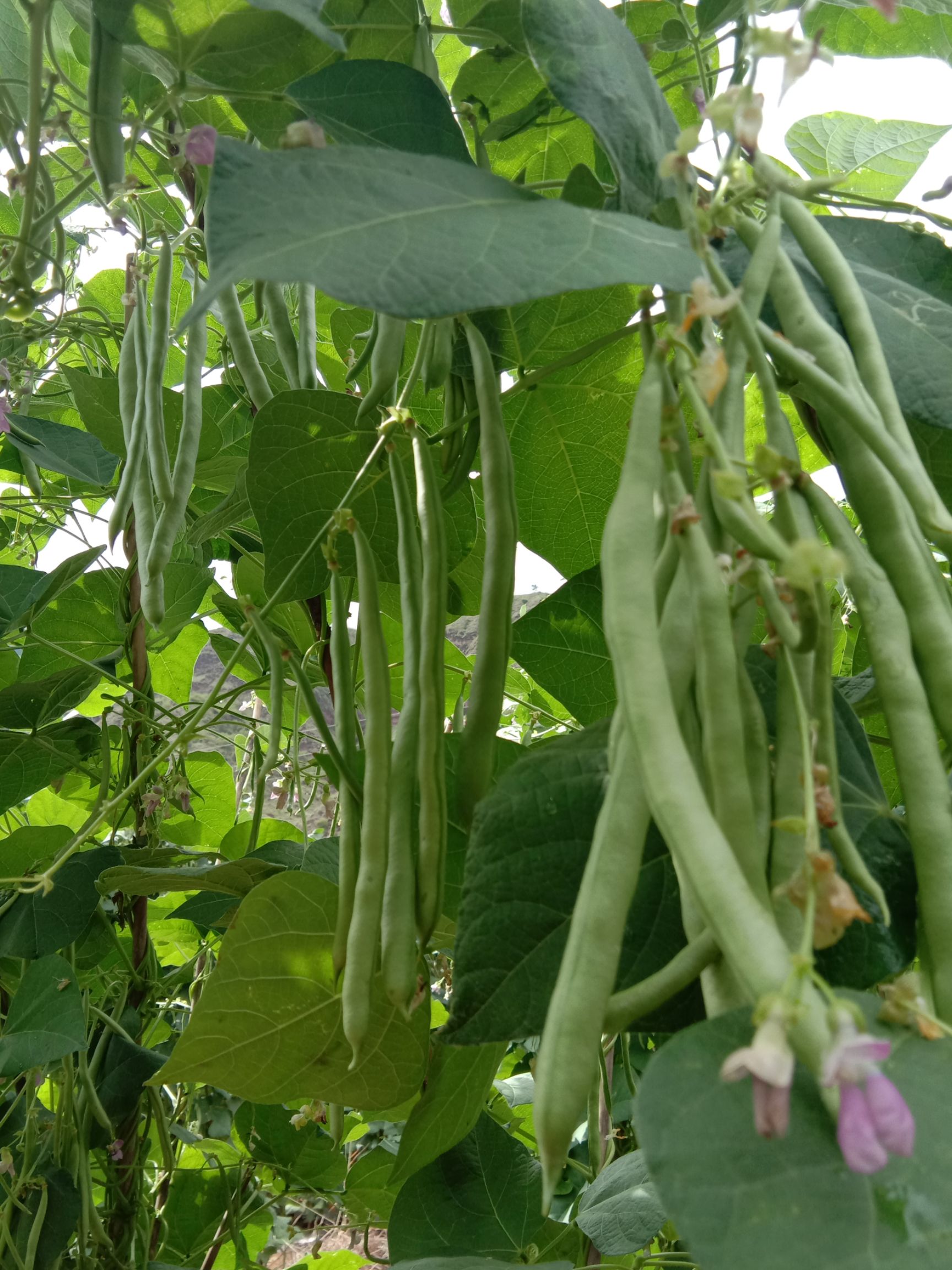 紫花四季豆  四季豆