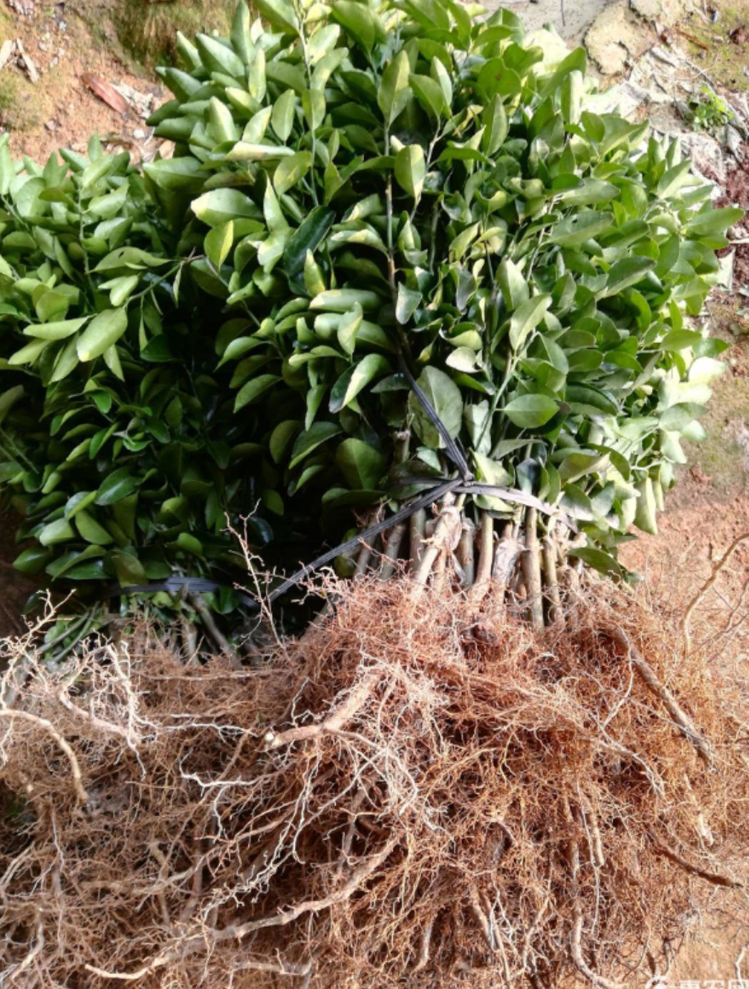  沙糖桔苗 嫁接苗