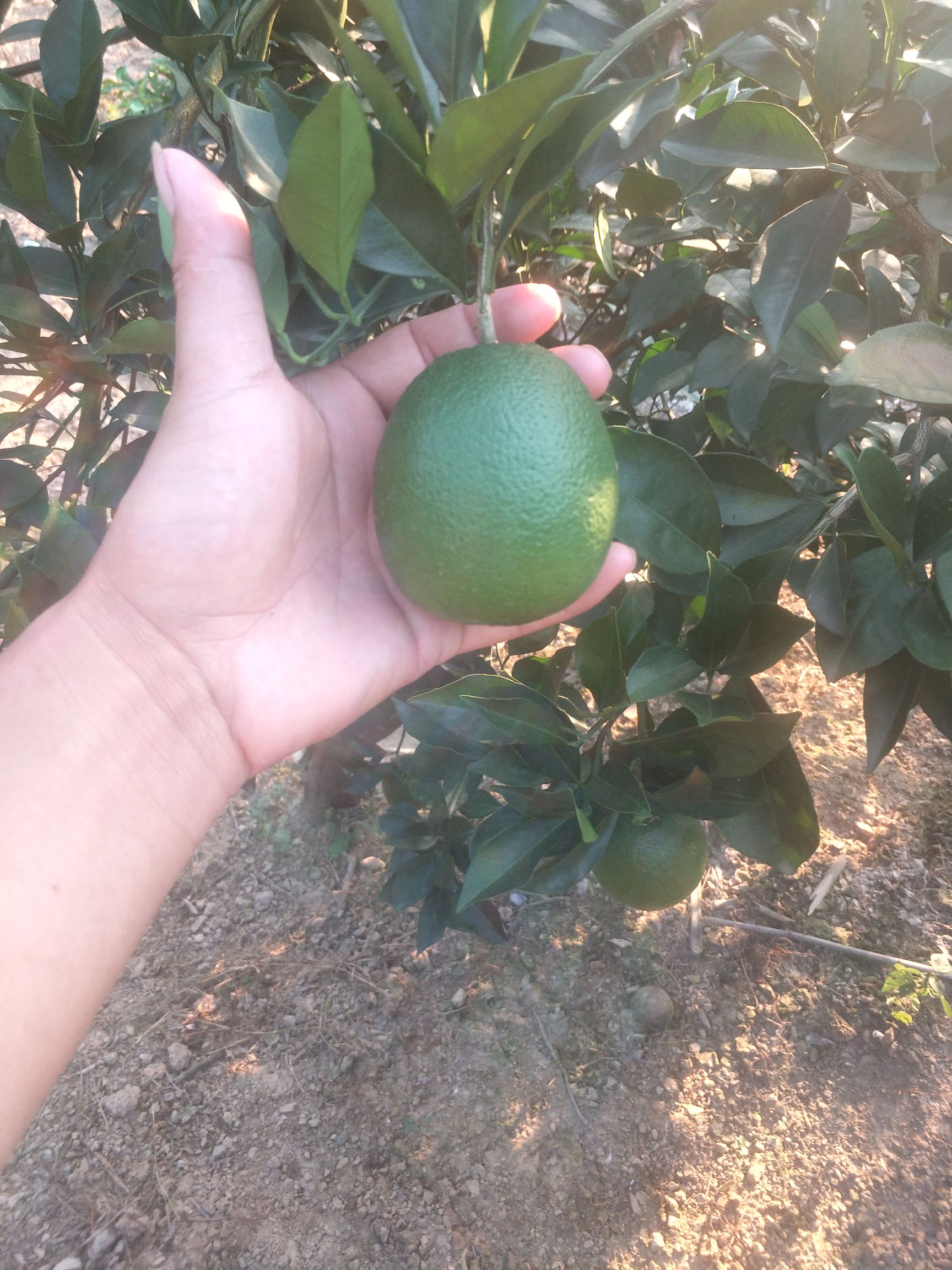 纽荷尔脐橙苗 合同苗品种有保证欢迎订购
