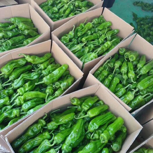 夏邑县 精品大棚辣椒.薄皮椒.301辣椒.线椒.螺丝椒