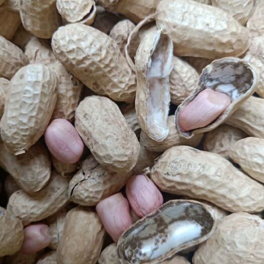 泌阳县 小白沙干花生，带壳，过筛子手挑精果