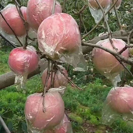 永昌县红富士苹果 良心商家