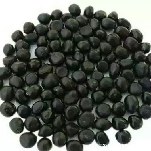 菏泽 牡丹种子