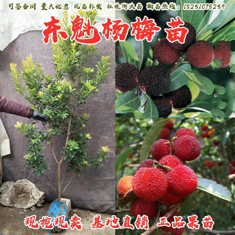 東魁楊梅樹苗  東魁楊梅苗！汁多肉甜！個大味道鮮美！