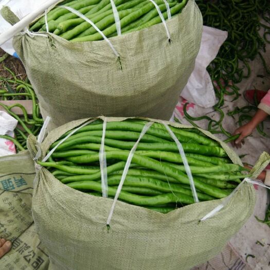 夏邑县大棚辣椒，商超大量供应-青条线椒-