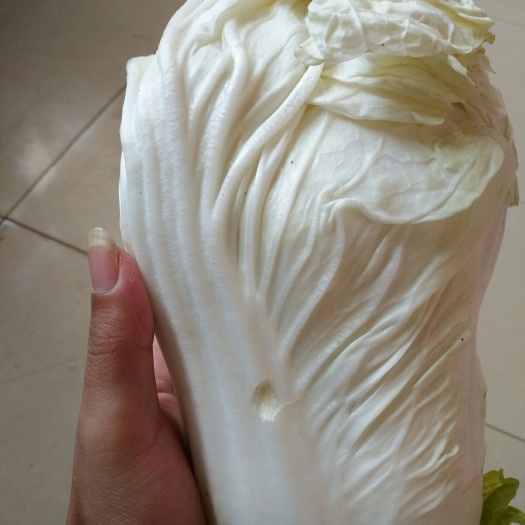 威县早熟五号小白菜 20~25cm