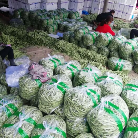 莘县无筋四季豆 无丝豆大量上市中。质量好