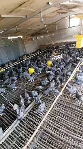 苏州 大量出售芦花鸡苗等各种鸡苗支持全国发货