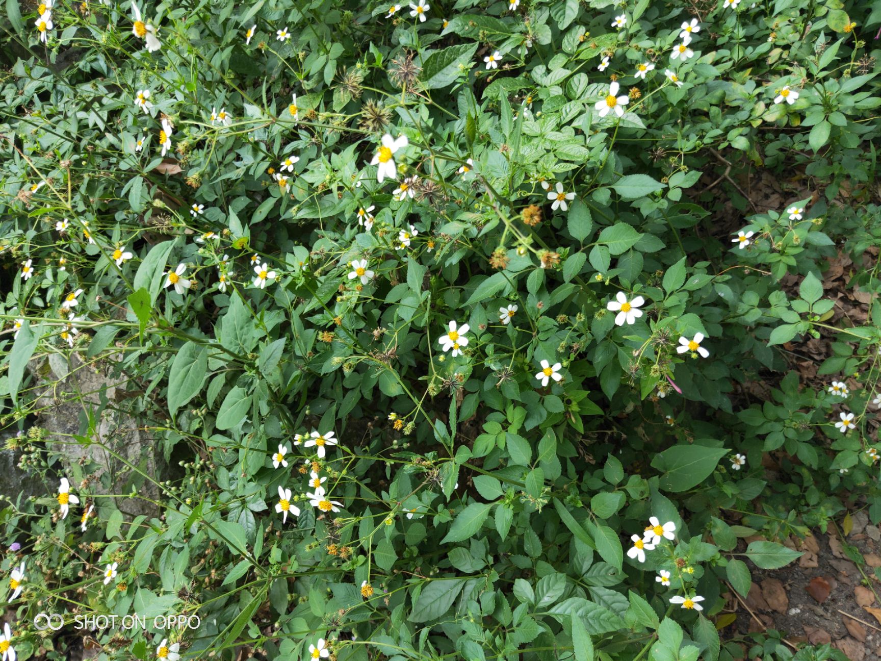  鬼针草