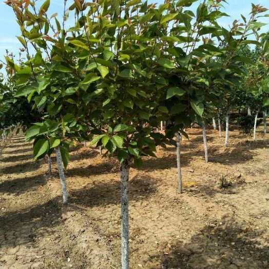 泰安日本晚樱  出售樱花树苗 晚樱 早樱地径6-8公分 冠幅饱满
