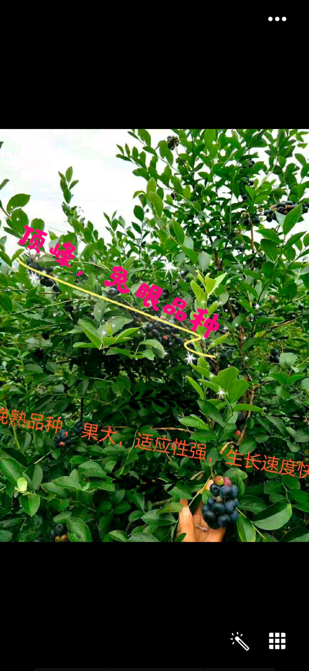 南高丛蓝莓苗