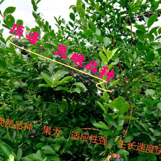 诸暨市南高丛蓝莓苗