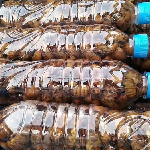 青岛 金蝉，竹金蝉到货，非常好吃
