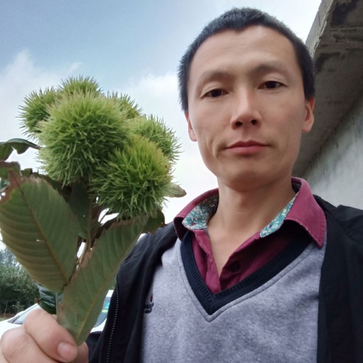 泰安华光板栗苗  板栗树苗，早熟板栗苗，嫁接板栗苗包结果，量大可回收板栗
