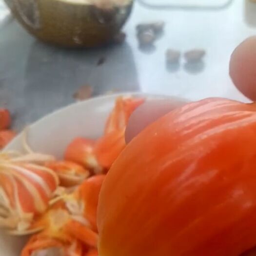 灵山县红肉菠萝蜜苗 红肉菠萝蜜泰国红肉菠萝8号12号越南红肉菠萝蜜