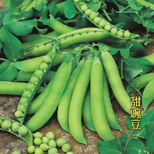 如东县中豌6号 10-12cm