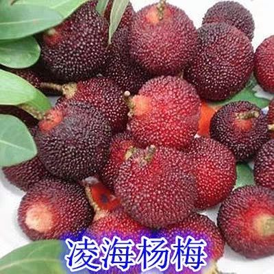 東魁楊梅樹苗  東魁楊梅苗！汁多肉甜！個大味道鮮美！